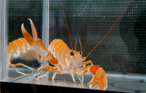 Marine life shrimp in a tank