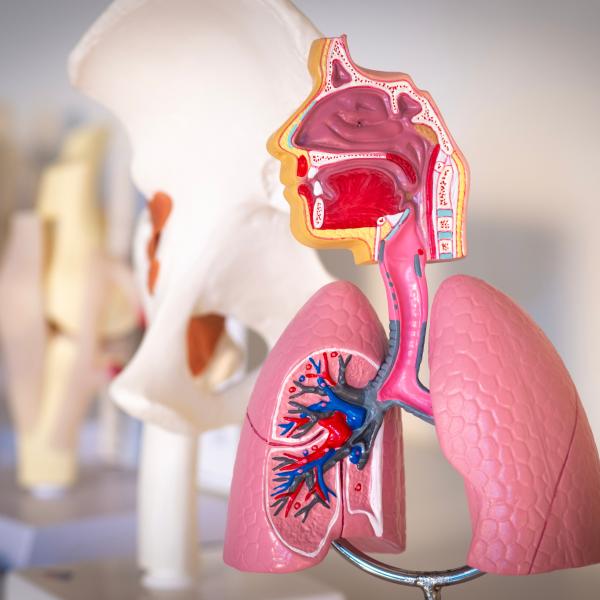 Educational anatomical model showing a cross-section of the human head, throat, and lungs, with detailed nasal passages, airway, and blood vessels, positioned in front of a human skull model in a blurred background