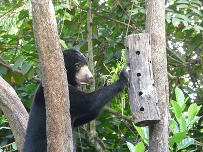 A bear playing in trees