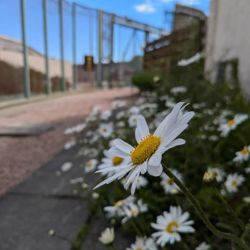 Daisy image in front of a prison wall