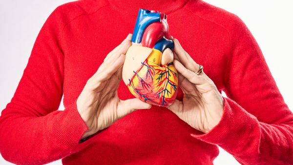 Person in a red sweater holding an anatomical model of a human heart